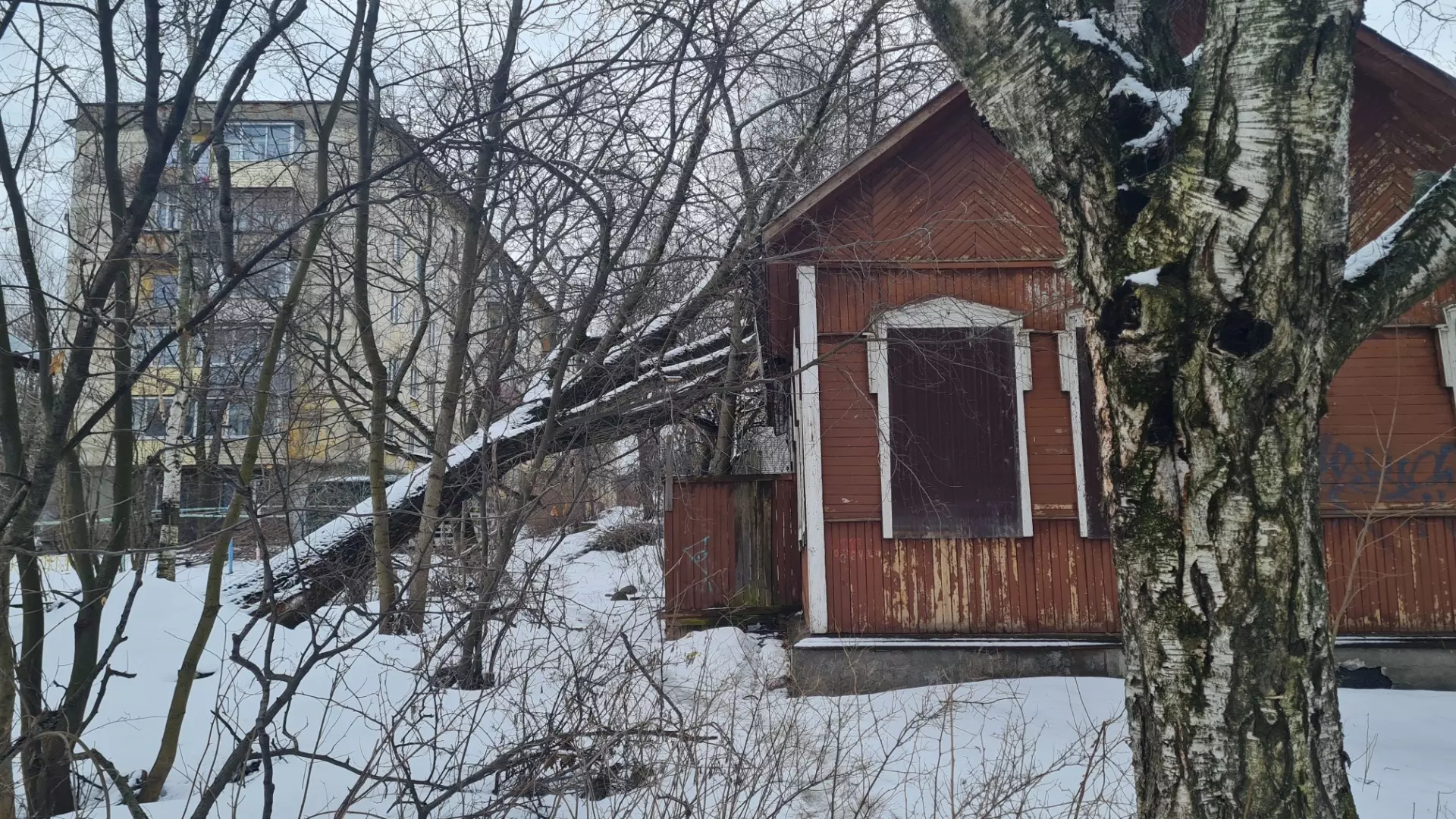 Дерево упало на дом в Петрозаводске