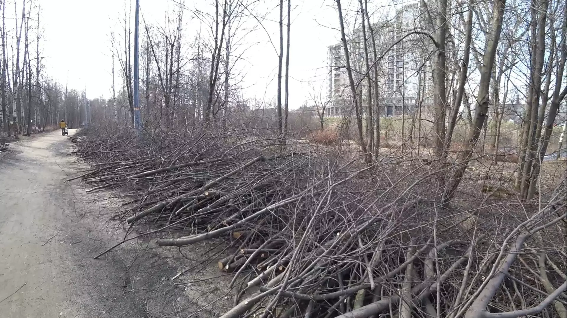 Зачем рубили деревья в Лососинском парке в Петрозаводске