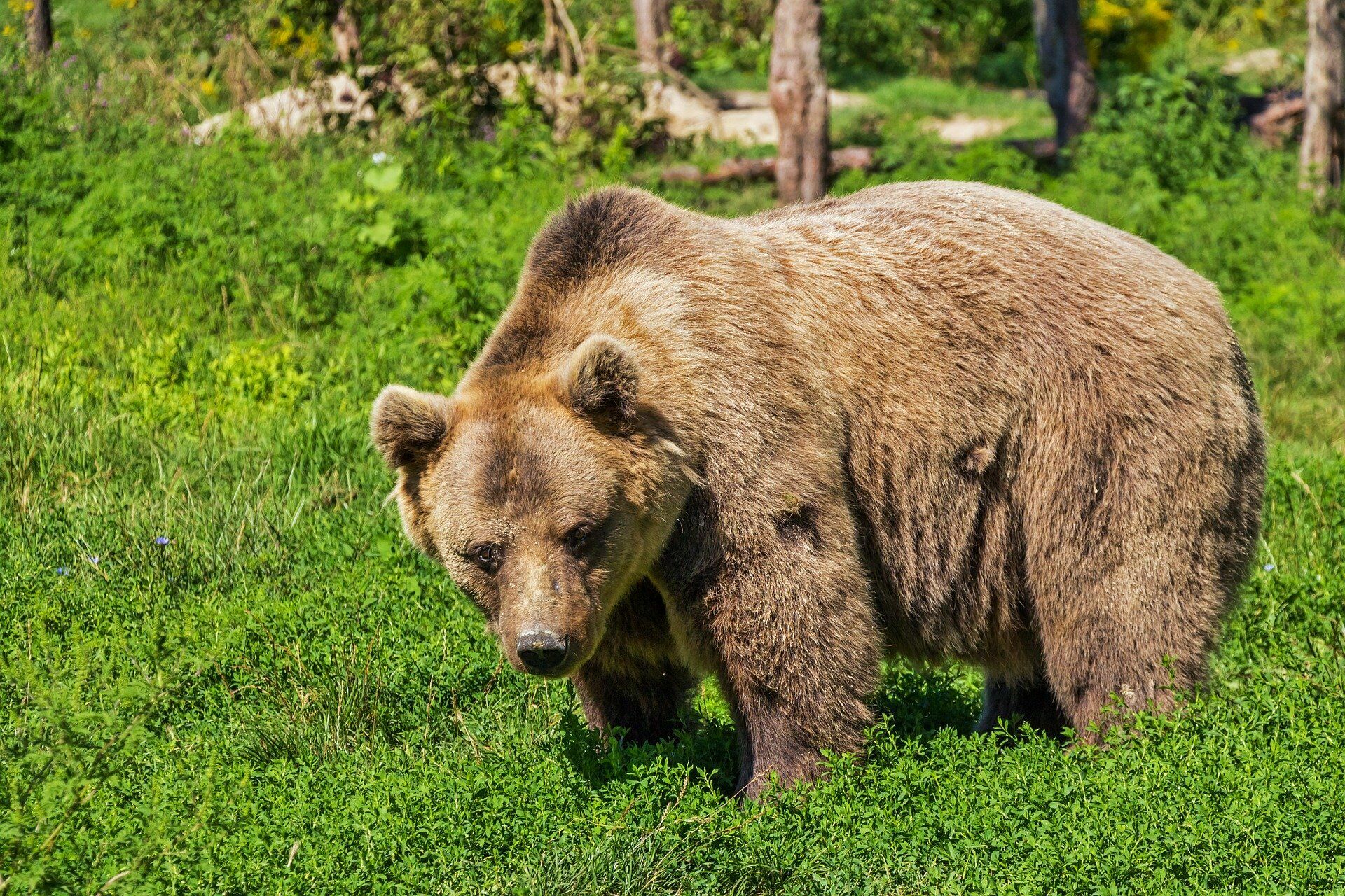 Медведя застрелили в центре города в Карелии