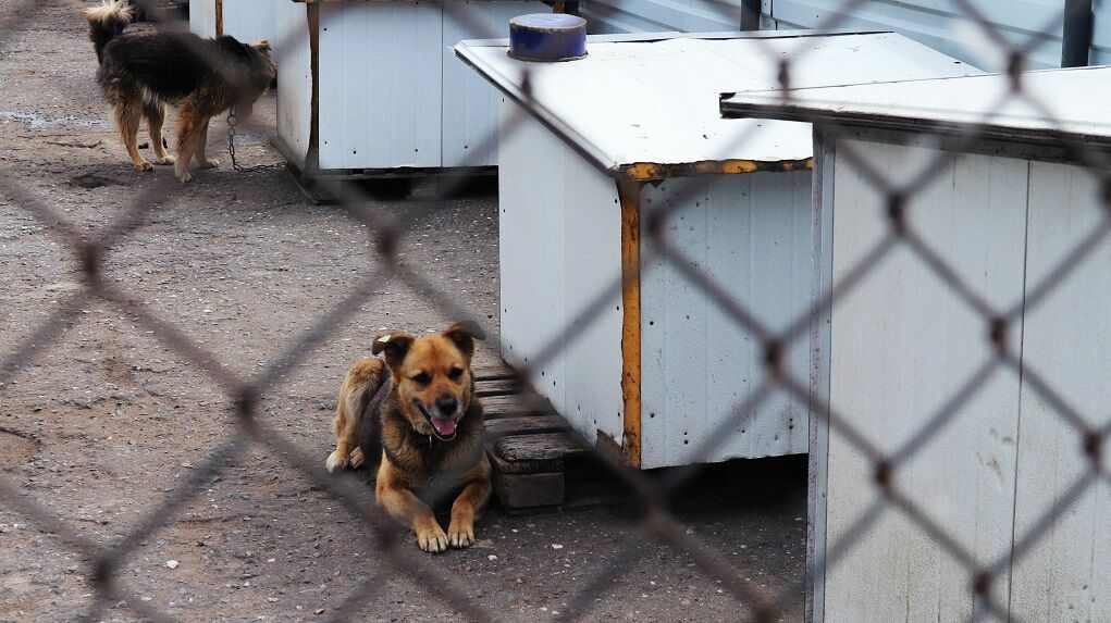 В районе Карелии не знают, что делать с агрессивными бездомными собаками