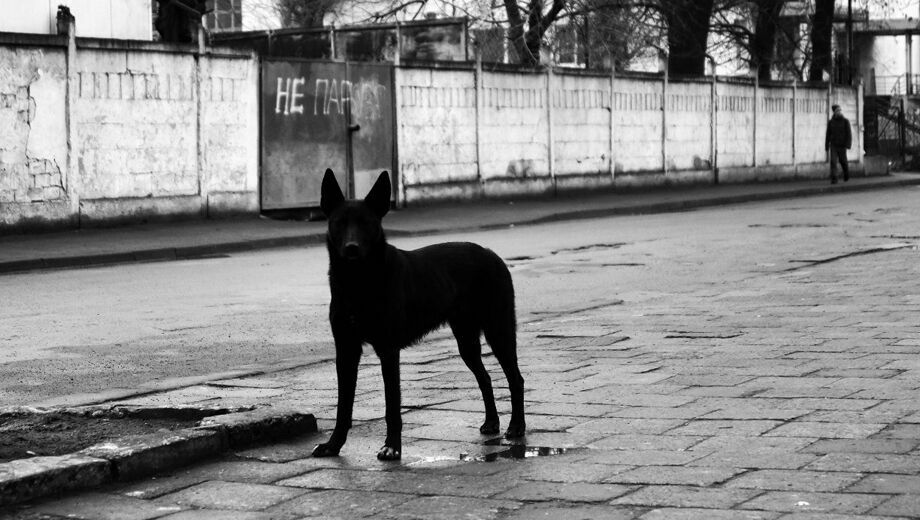 «Гнались за ребенком»: стая собак с желтыми метками держит в страхе жителей Карелии