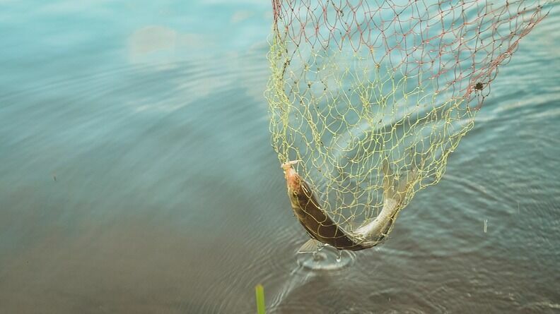 Свыше 250 килограммов рыбы изъяли у браконьеров в Карелии