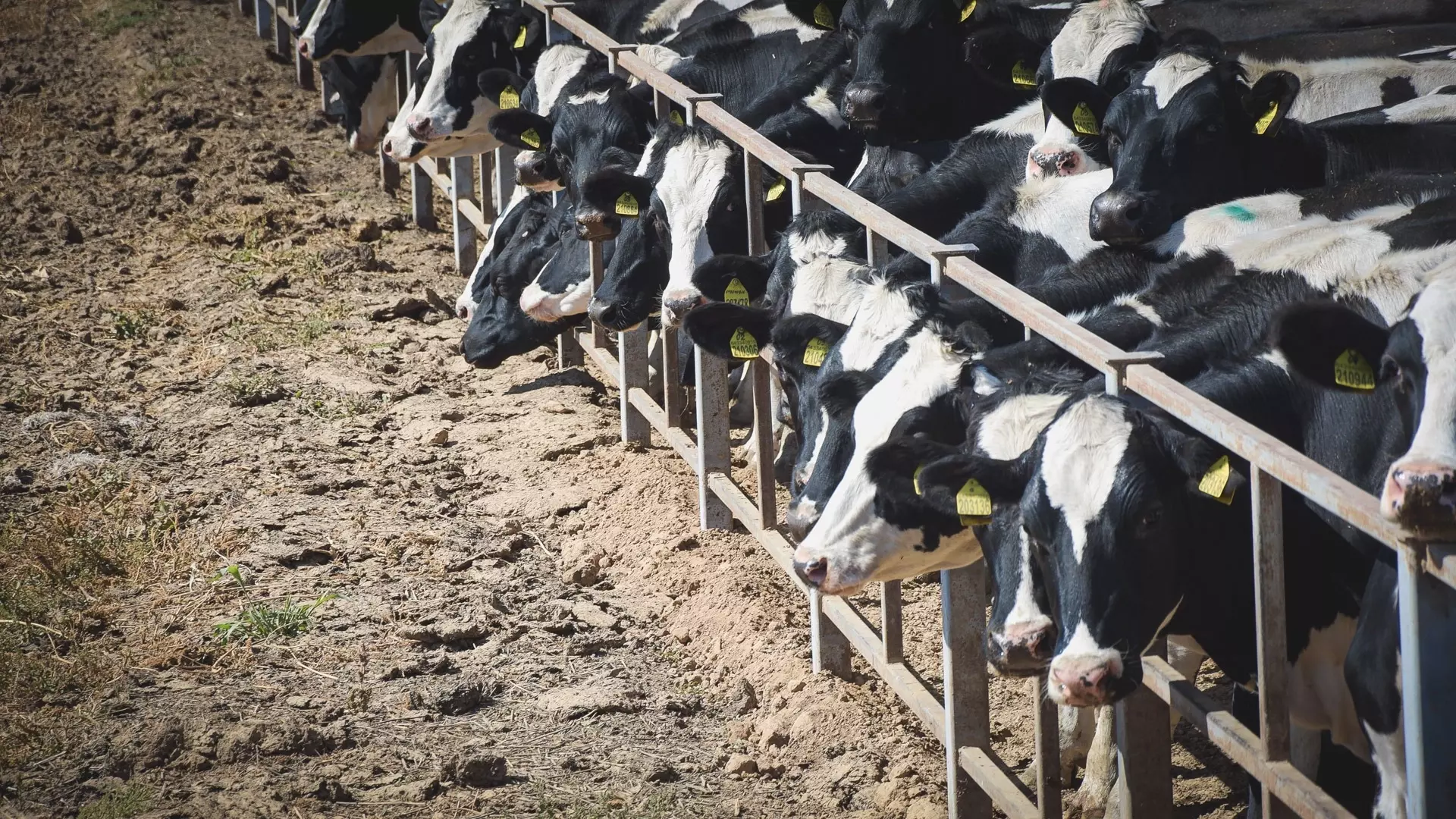 В Пряжинском районе действует карантин из-за болезни коров