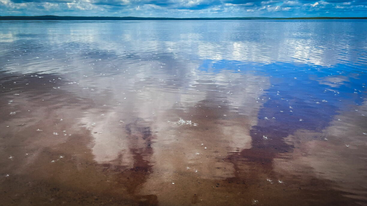 Вторник в Карелии: загрязнение озера, фальшивые права и распродажа имущества