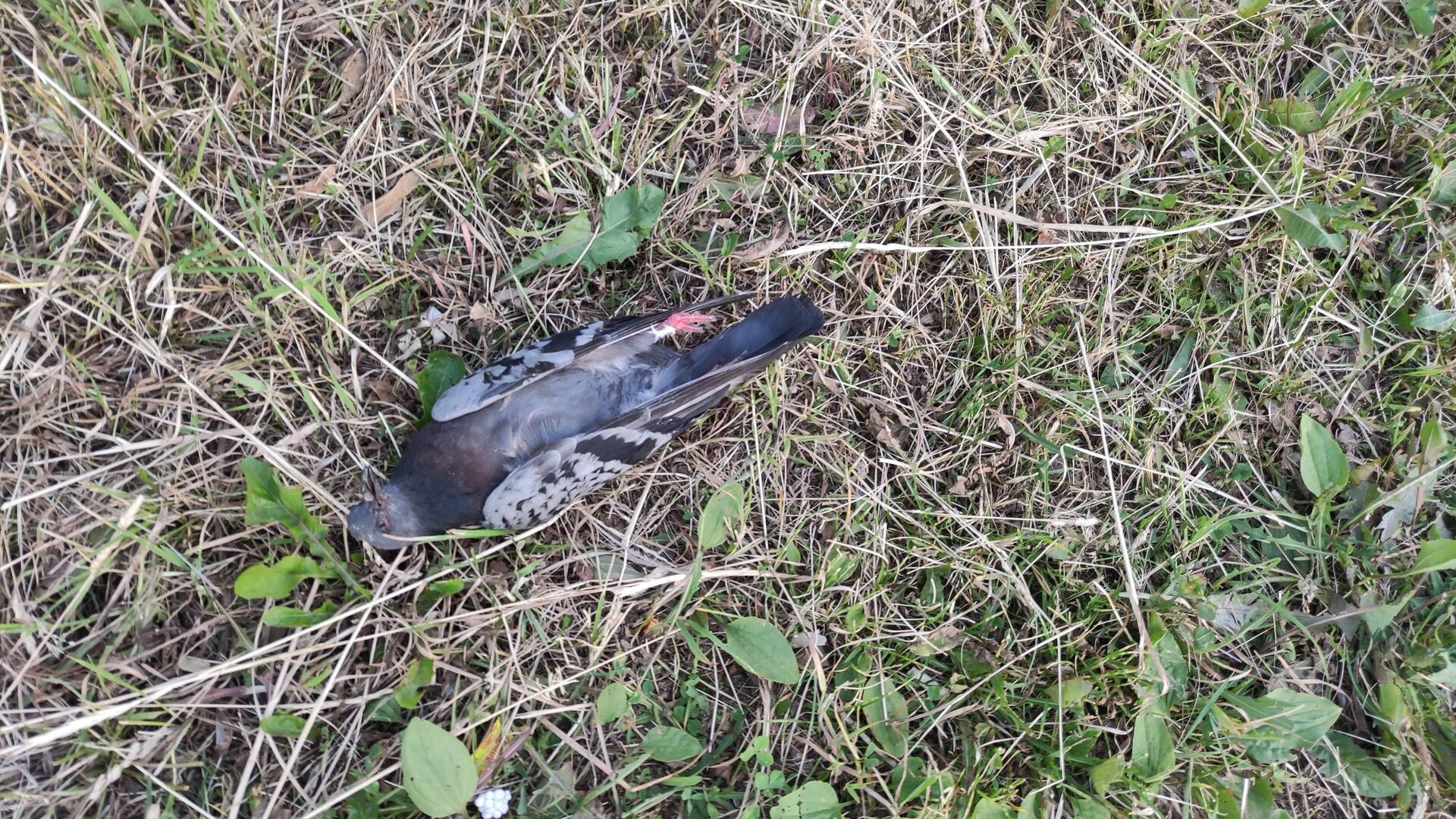 В Петрозаводске вновь стали находить мертвых голубей