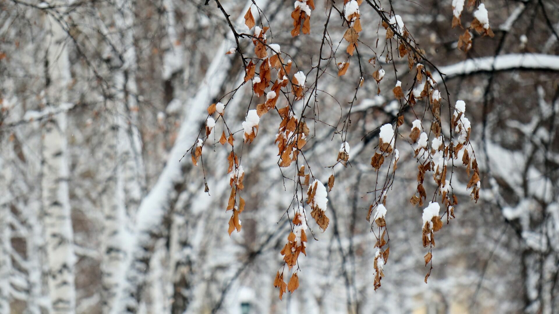 МЧС выпустило предупреждение для жителей Карелии из-за снегопада