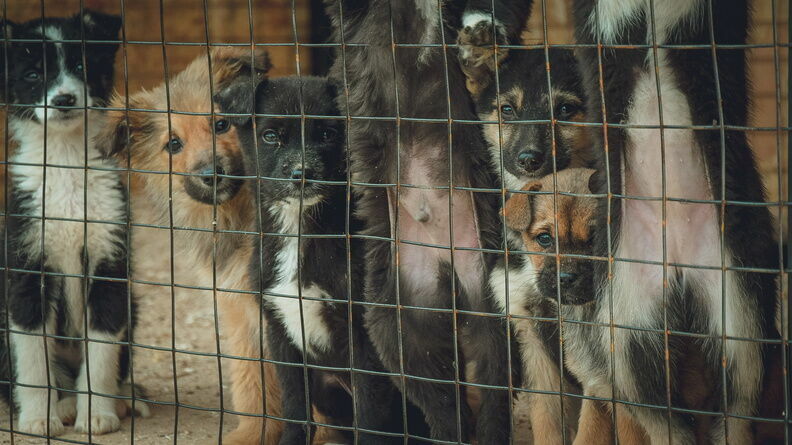 Собак, отловленных в Кондопоге, предлагают поискать в Петрозаводске