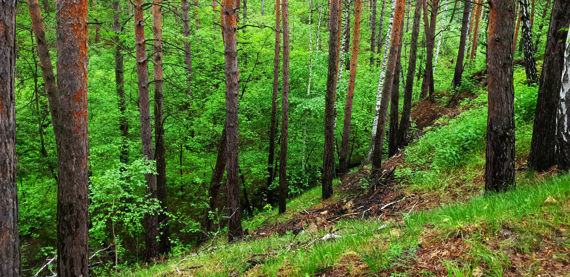 В Карелии жители деревни спрятались от частичной мобилизации в лесу