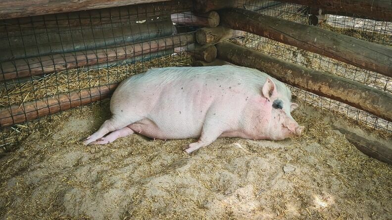 Жители Карелии заметили свинью на трассе «Сортавала»