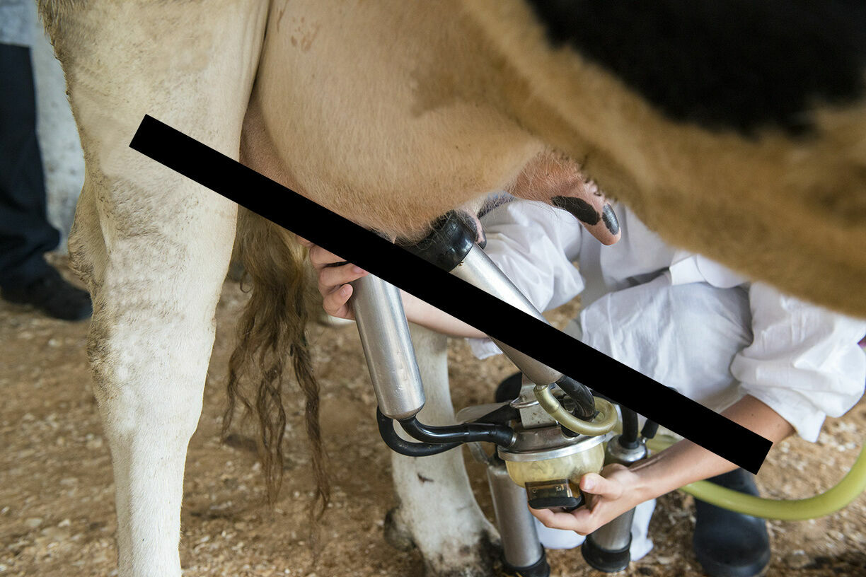 Переработчики предупредили о дефиците молока в Карелии в ближайшие дни