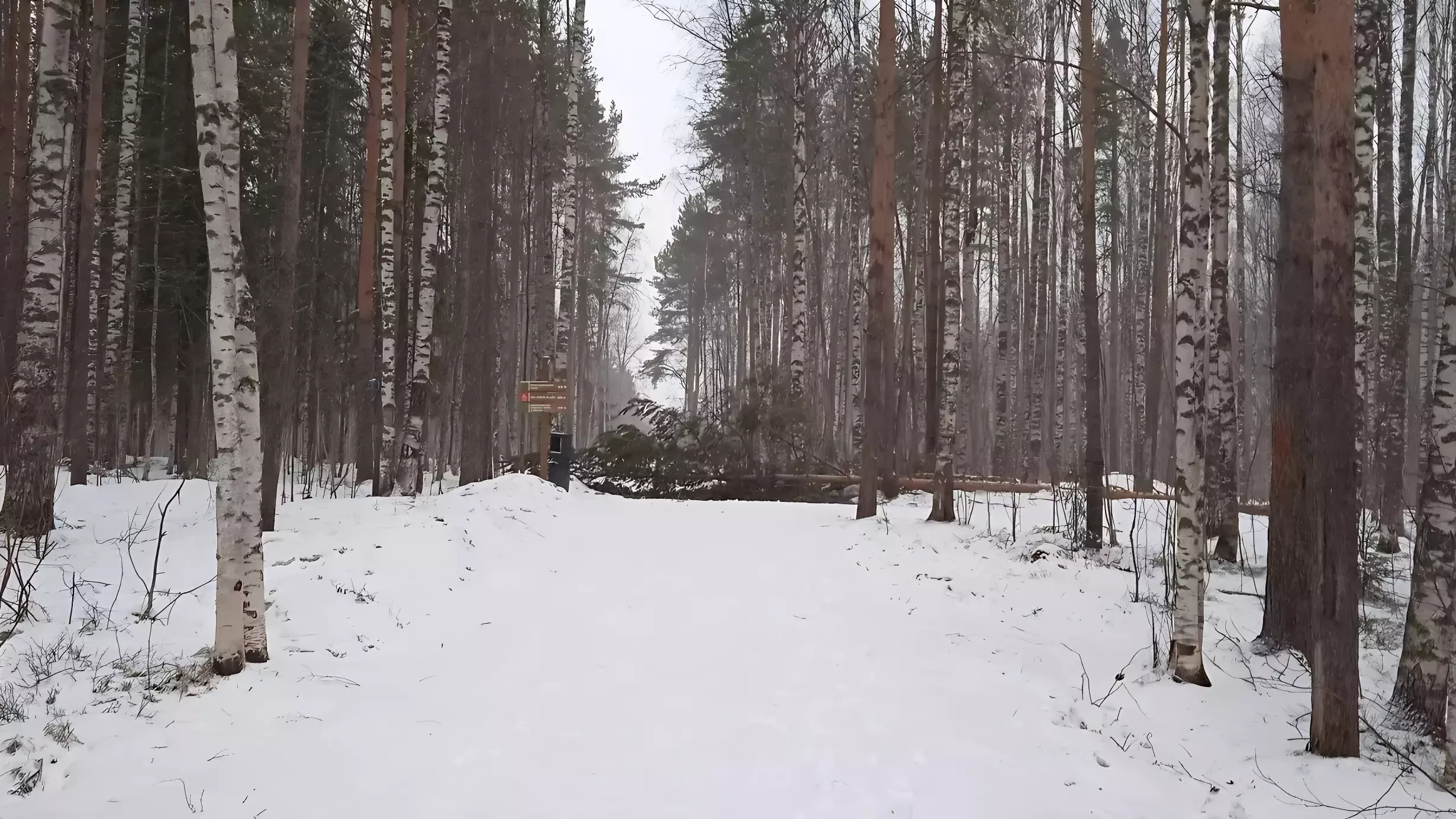 Подрядчик убрал дерево, которое упало посреди парка в Петрозаводске