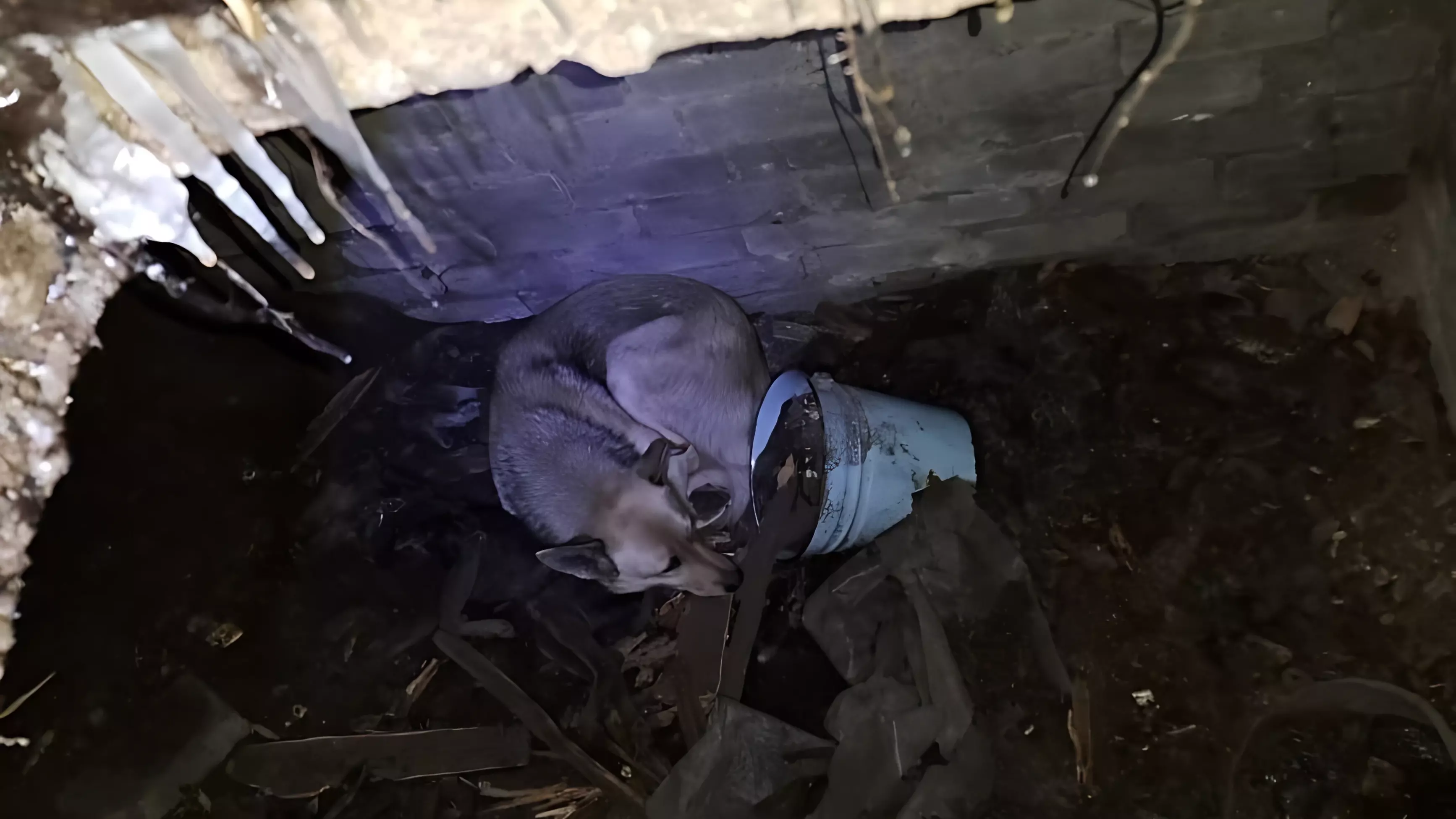 Пропавших двух собак в Питкяранте обнаружили в заброшенном погребе