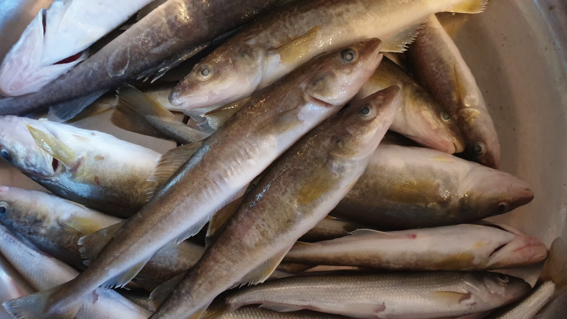 Почти сотню человек наказали за незаконную ловлю рыбы в одном из районов Карелии
