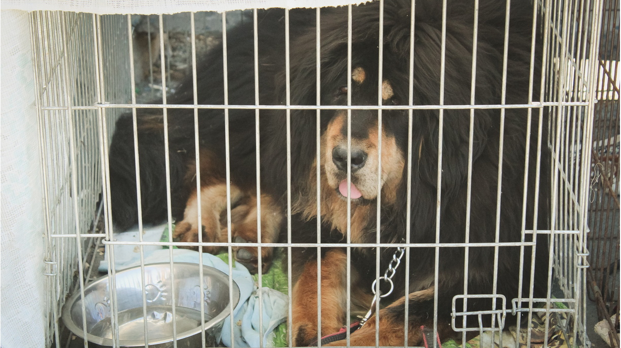 Собаку в Петрозаводске убили отравленным дротиком