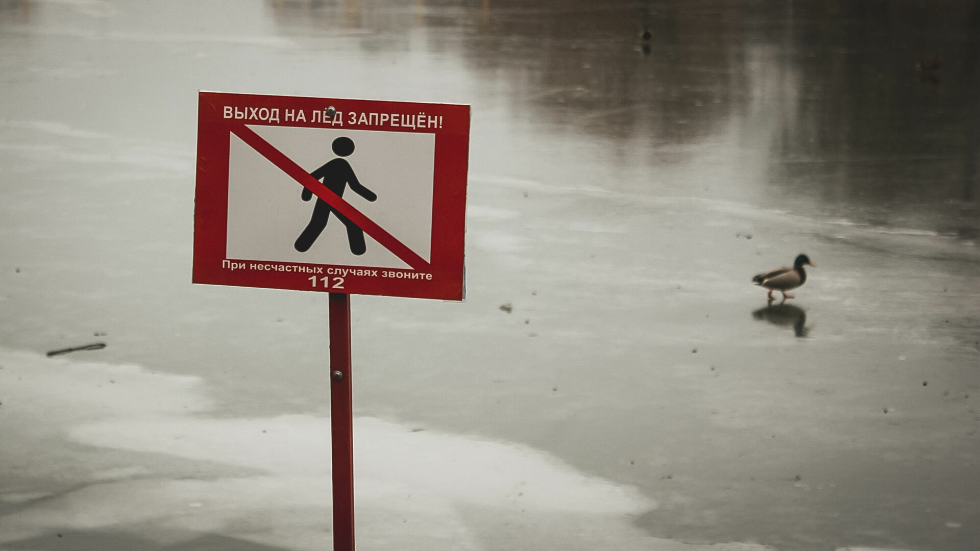 Мужчина с собакой провалились под лед в Карелии