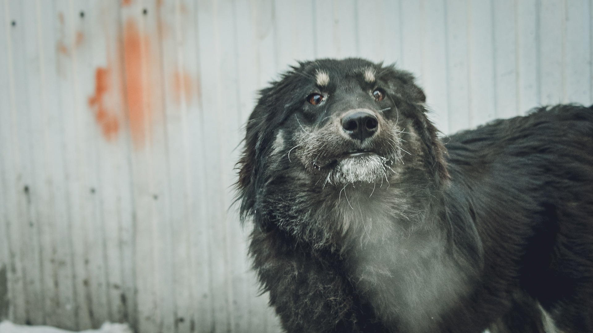 Собака спровоцировала массовое ДТП в районе Петрозаводска