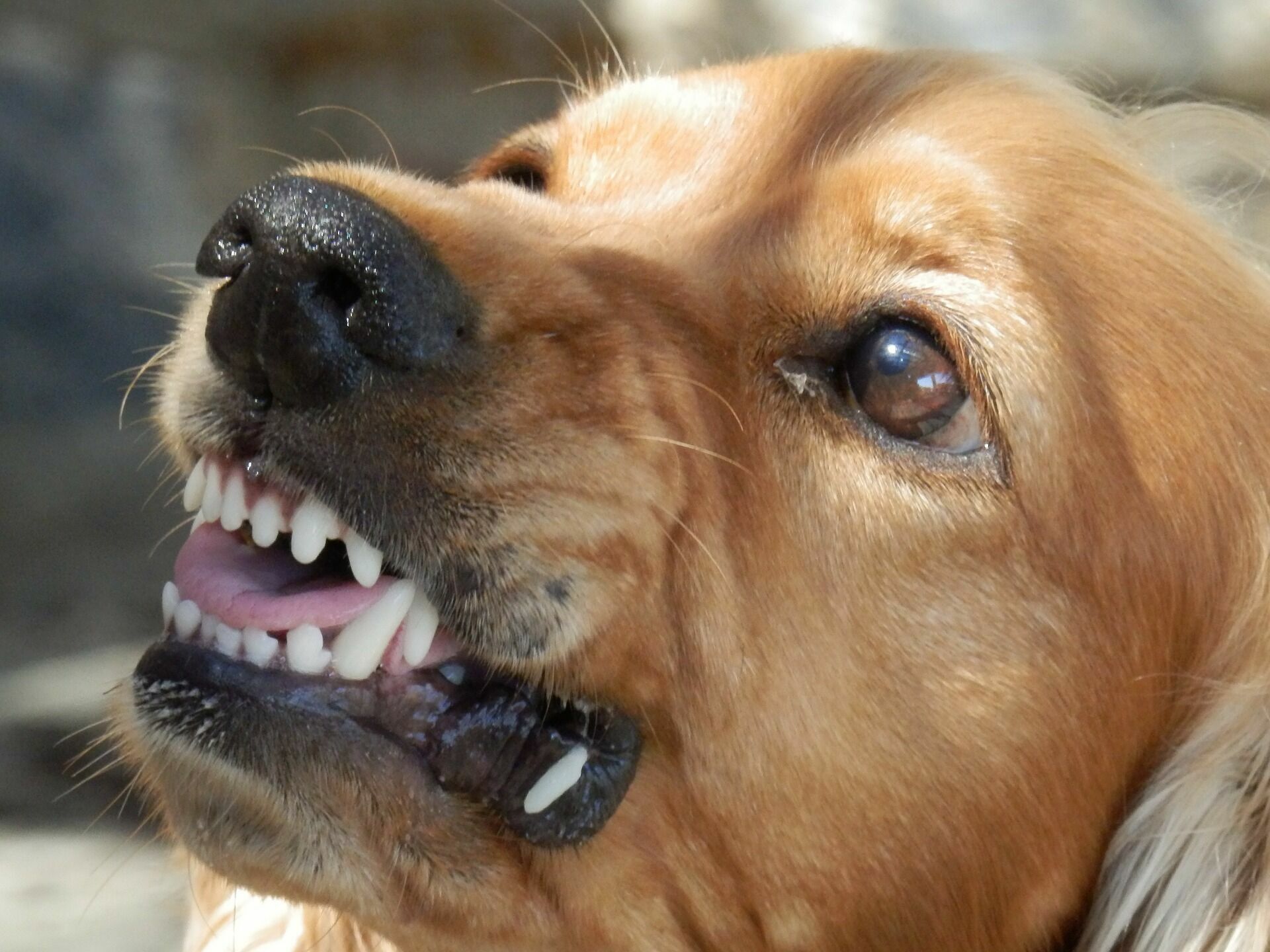 Почти тысяча человек пострадали от нападения собак в Карелии в прошлом году