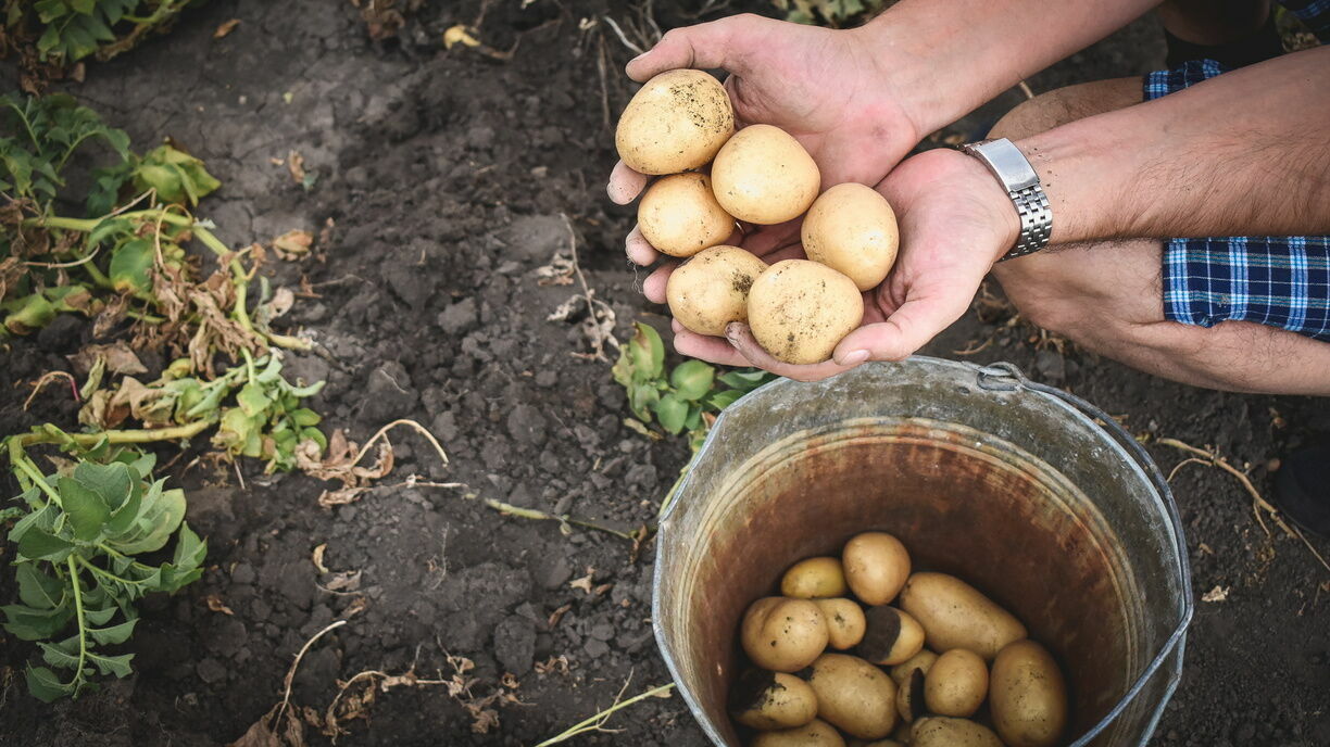 Глава Карелии обозначил экономические преимущества местной картошки