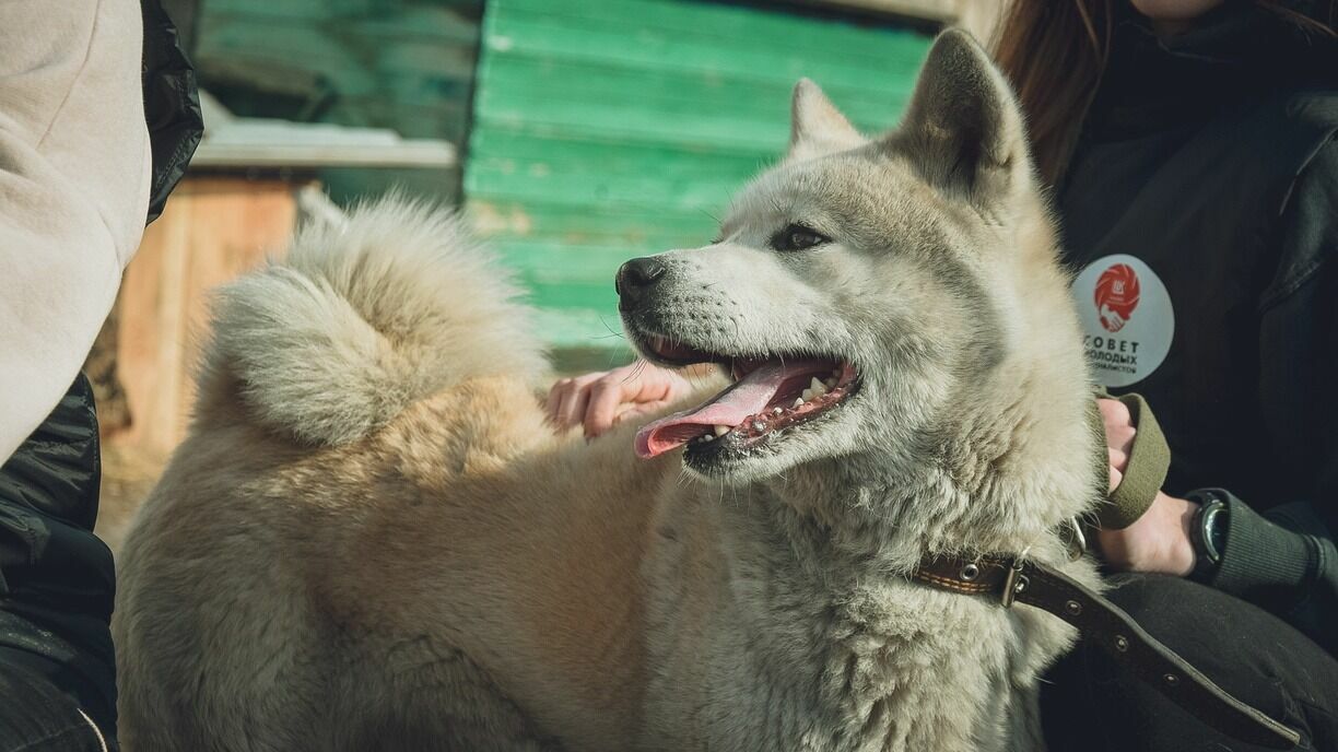 В Карелии для владельцев собак установят дополнительные требования