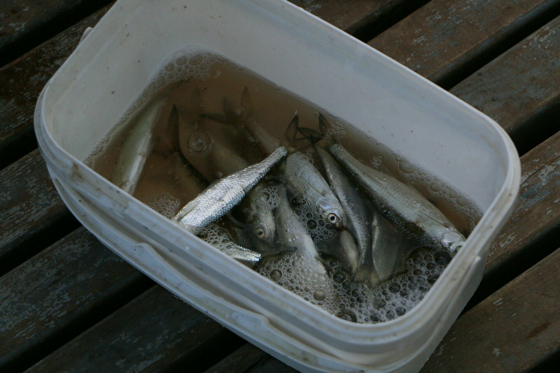 Вылов рыбы ограничили в водоемах Карелии
