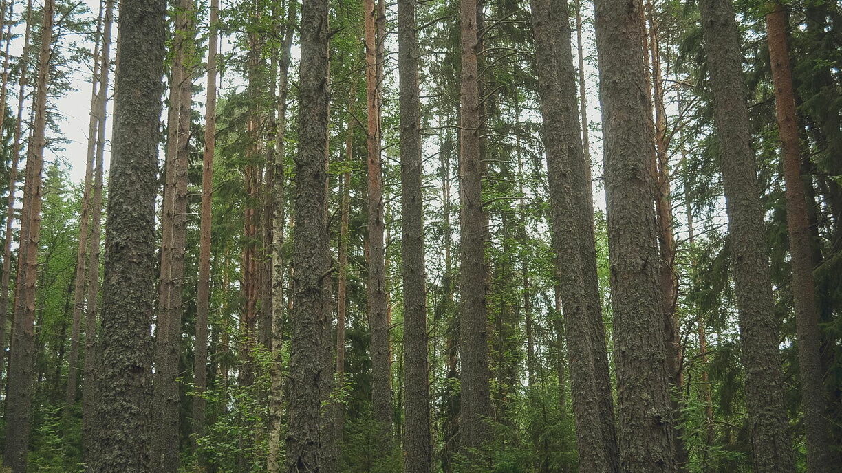 Глава Минприроды Карелии заявил о крайне низких заработках у лесничих