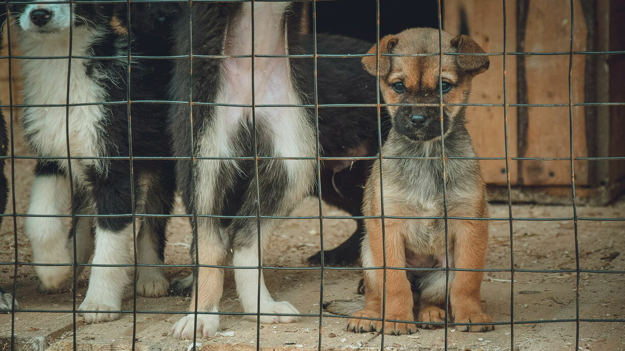 До конца года в Петрозаводске отловят сотни безнадзорных собак