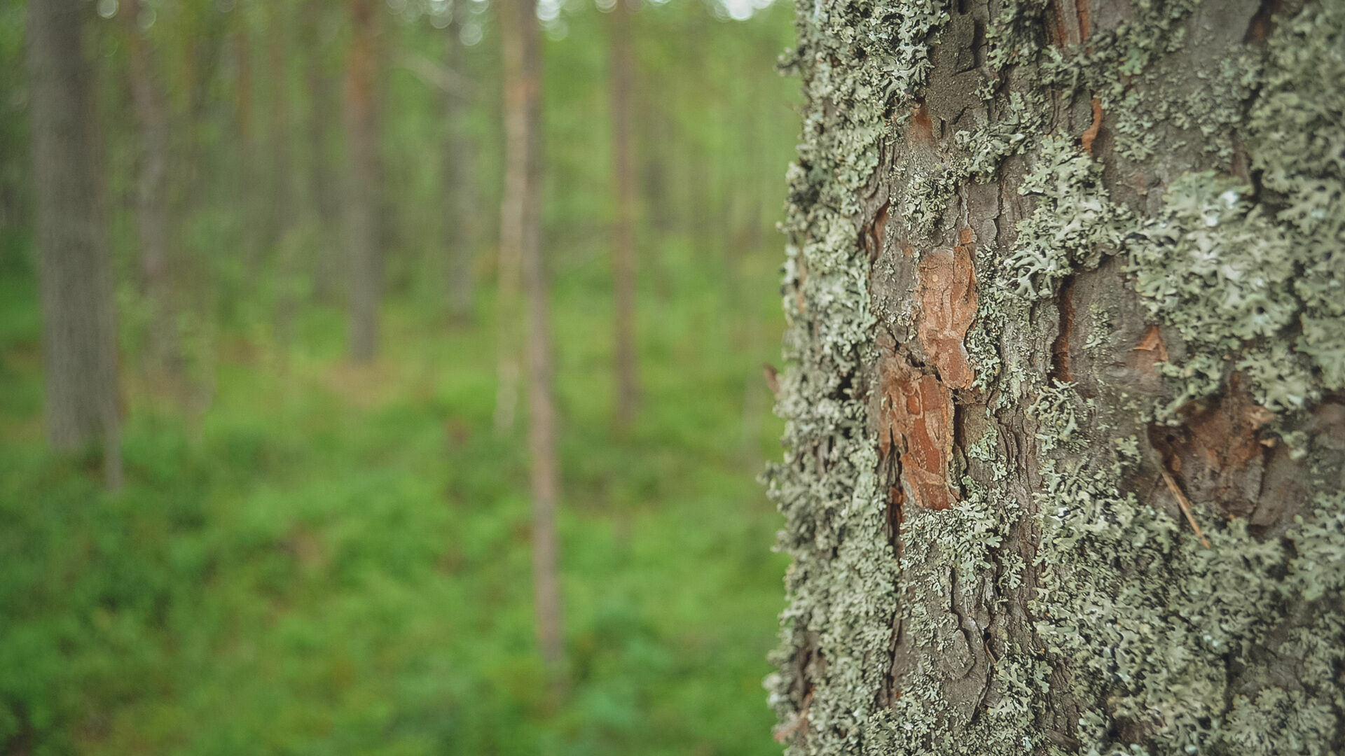 Жителям Карелии запретили посещать леса