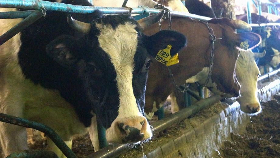 Карелия нашла субсидии для молочных совхозов