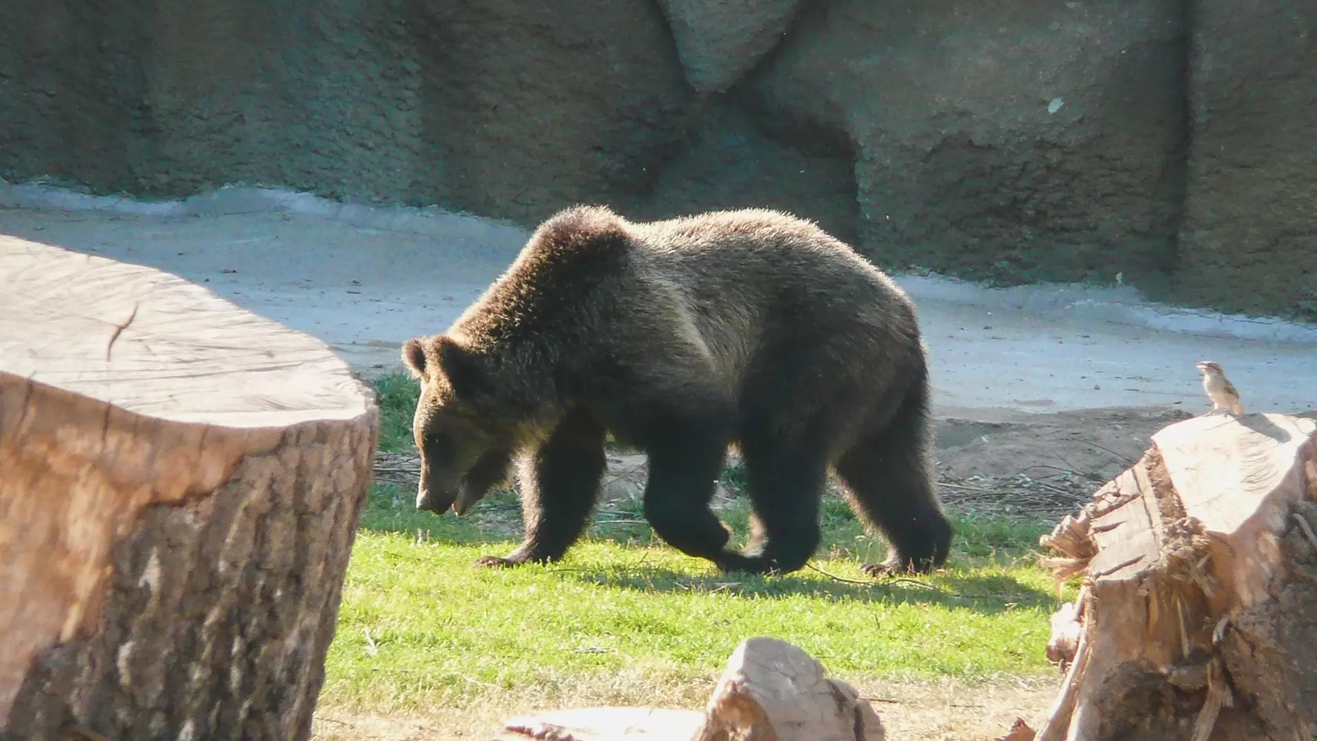 Более сотни охотников получили разрешение на добычу медведя в Карелии