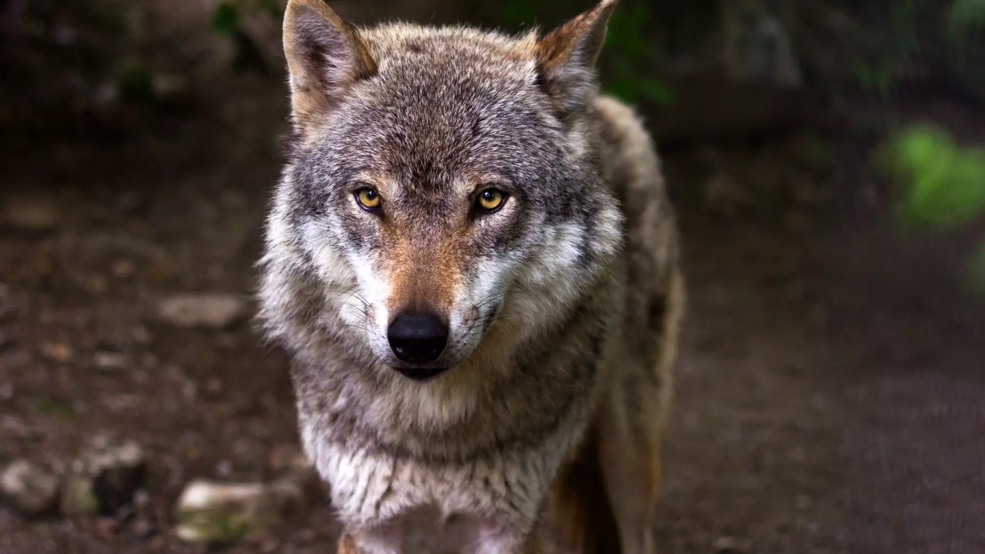 Волки разорвали собаку на глазах у жителя Карелии