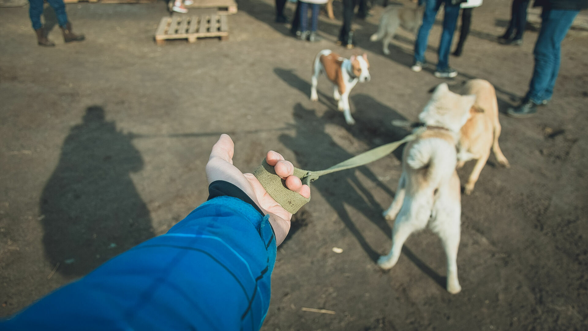 В Петрозаводске неизвестные травят собак