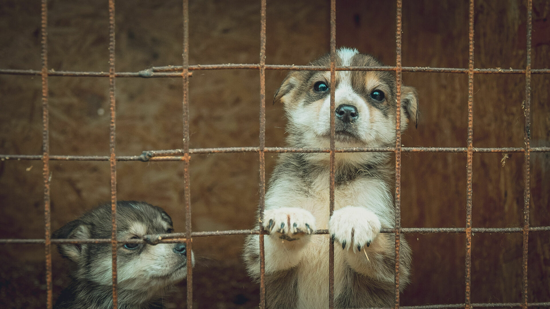 Собаки приюта для животных в Петрозаводске остались без еды