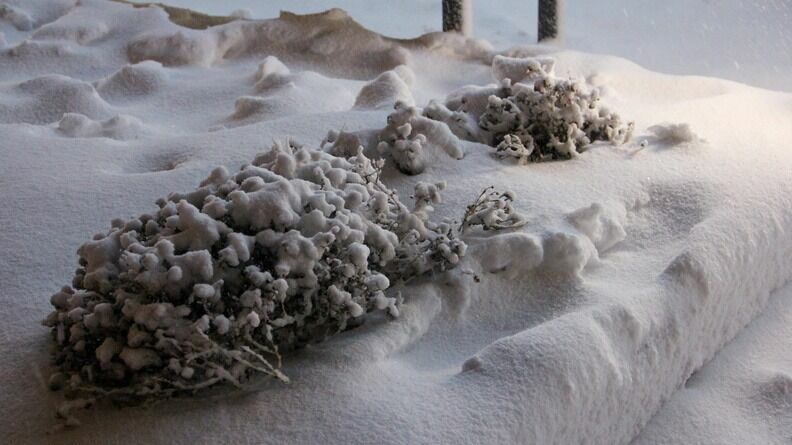 В Петрозаводске предсказывают очередной мощный снегопад