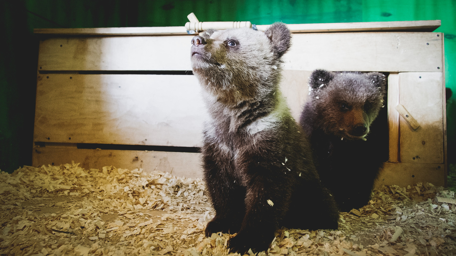 Зоолог объяснил причины прогулок медвежат по Петрозаводску