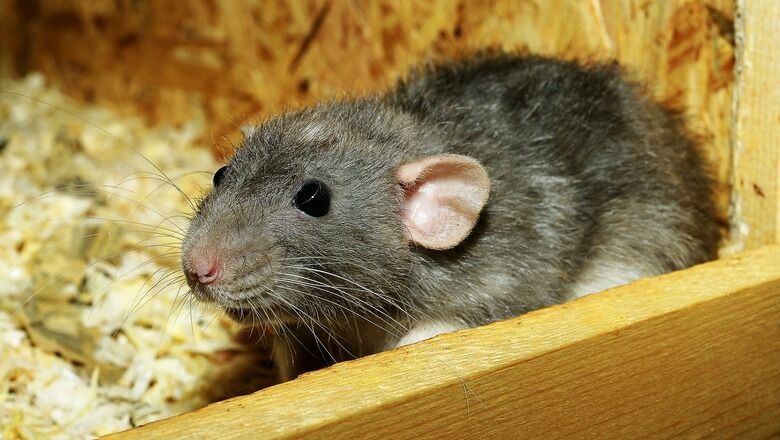 Мэрия заявила о невозможности полного уничтожения крыс в Петрозаводске