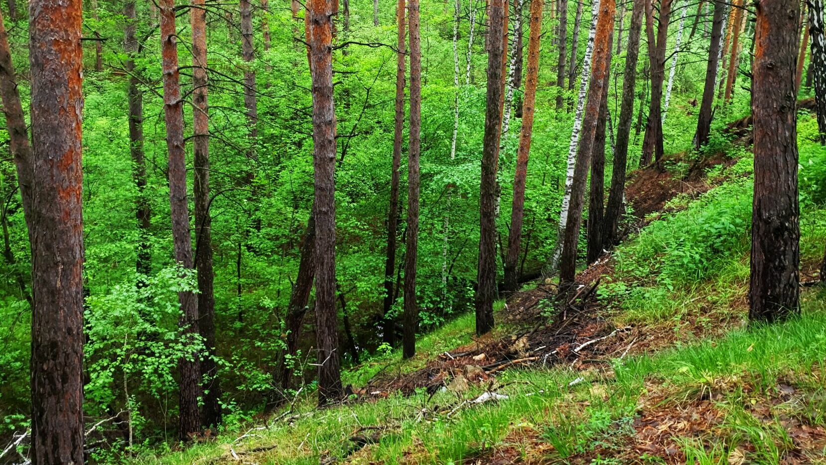 В Карелии вырубили лес на миллион рублей