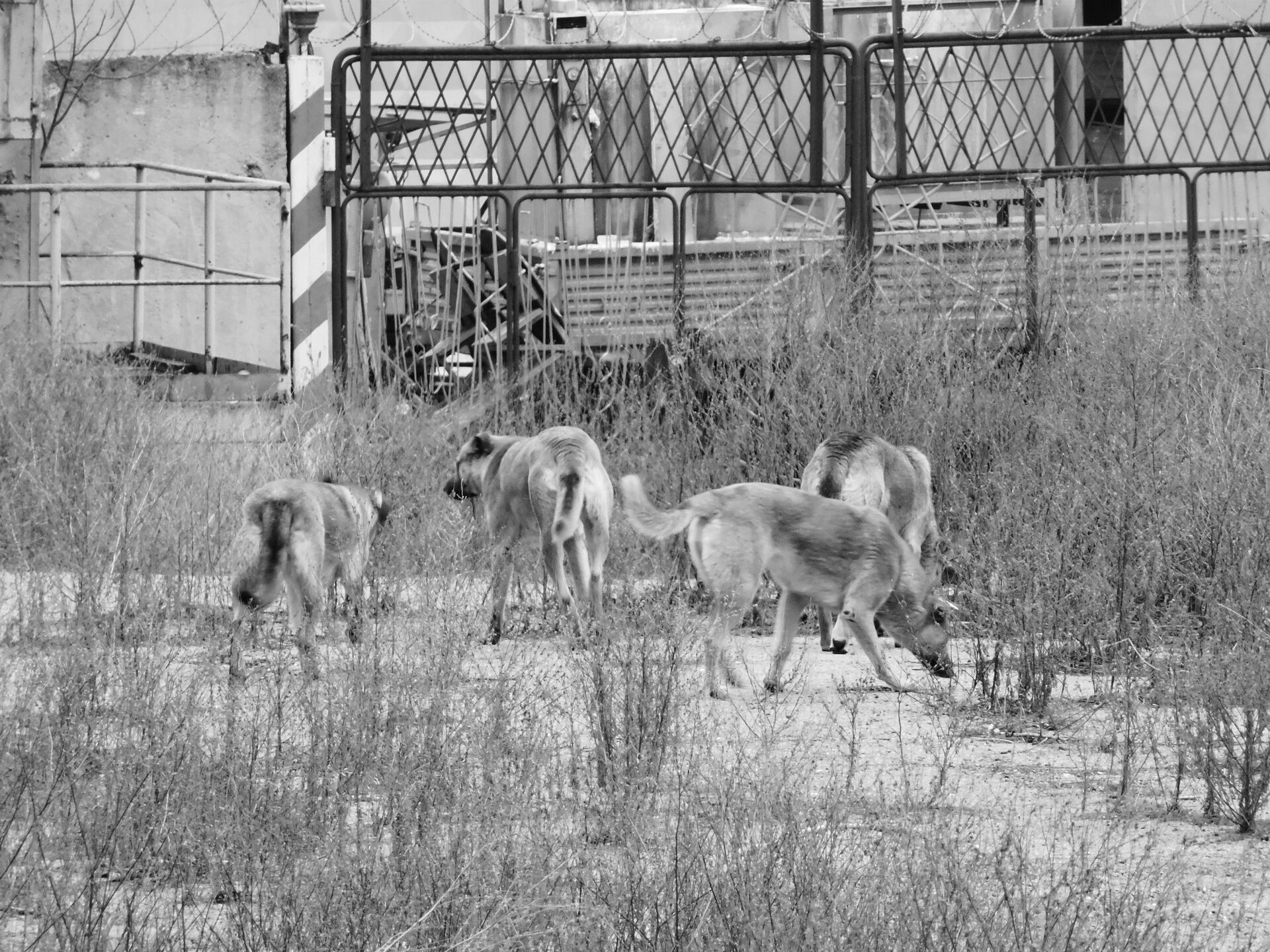 Стая собак держит в страхе жителей центра Петрозаводска