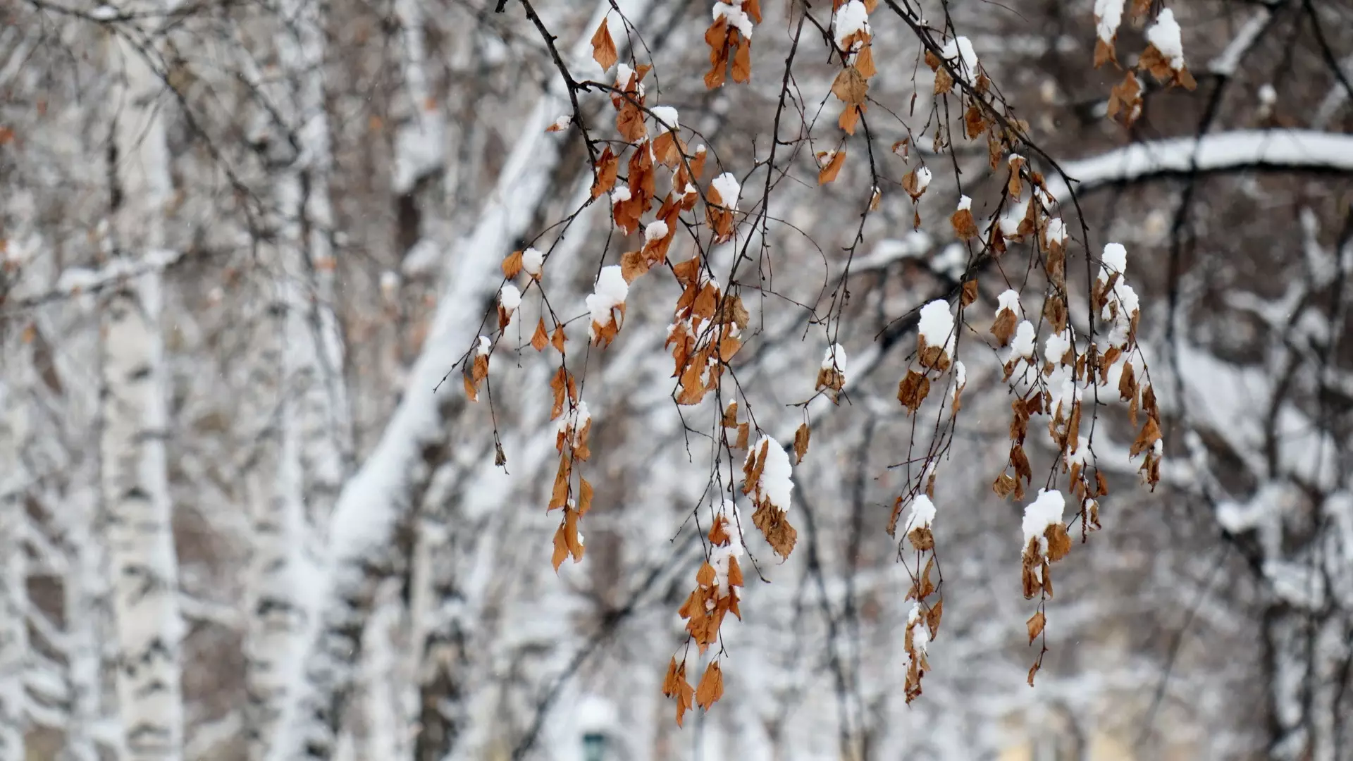Синоптики рассказали, ждать ли в Карелии снег в ближайшее время