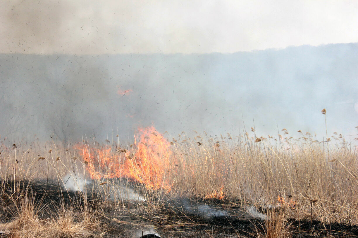 Минприроды закрыло пожароопасный сезон в Карелии из-за дождливой погоды