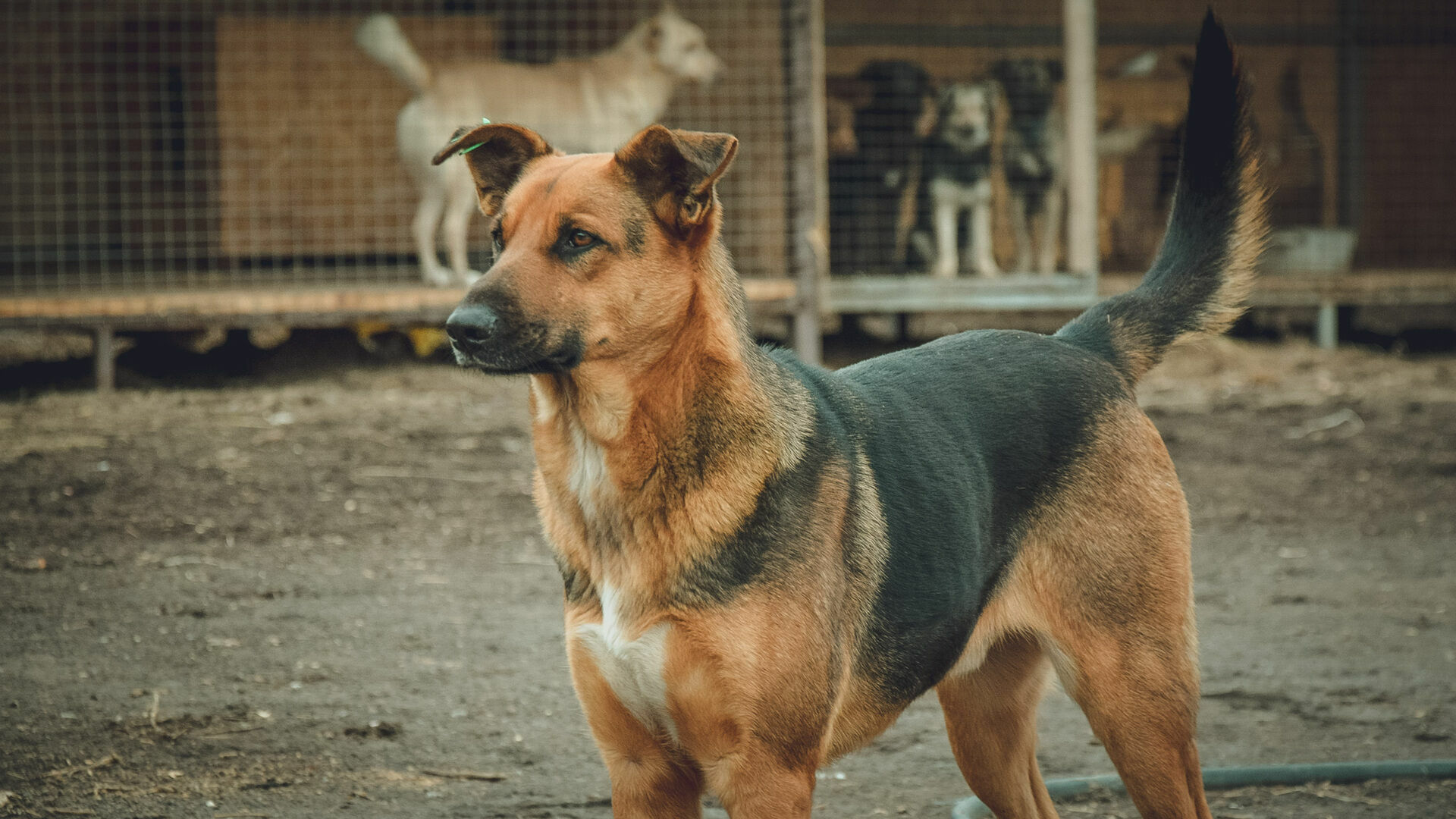 Бездомные собаки держат в страхе петрозаводчан