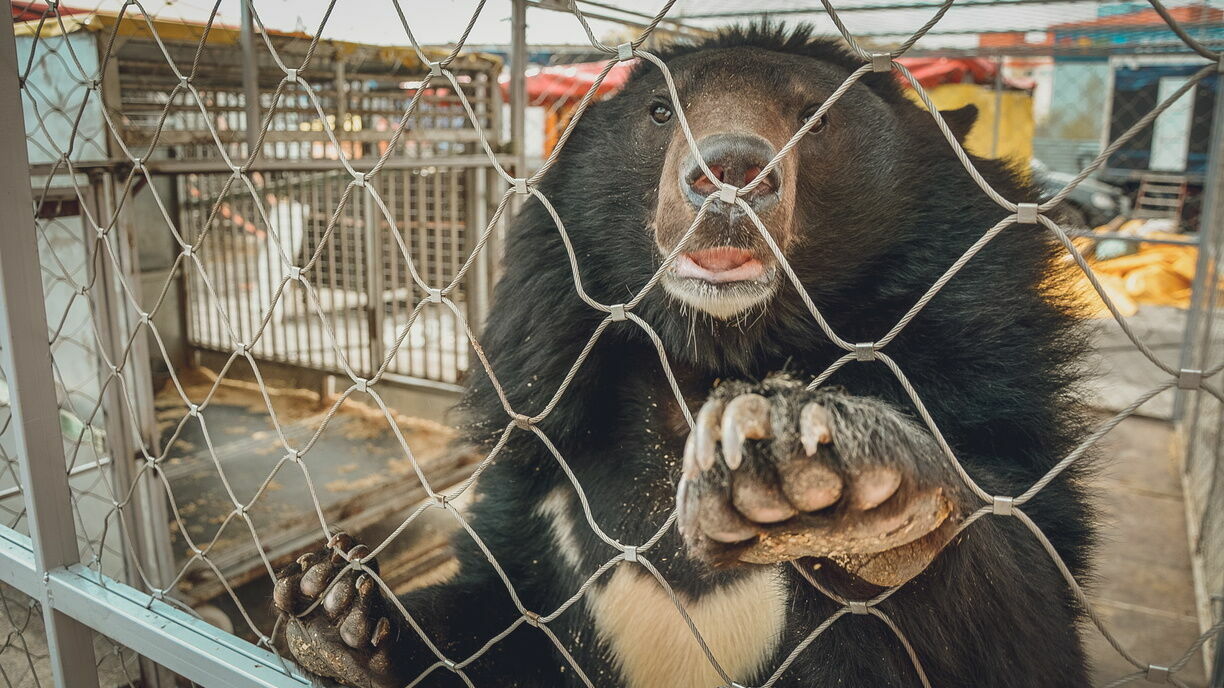 Двум зоопаркам в Карелии выдадут лицензии