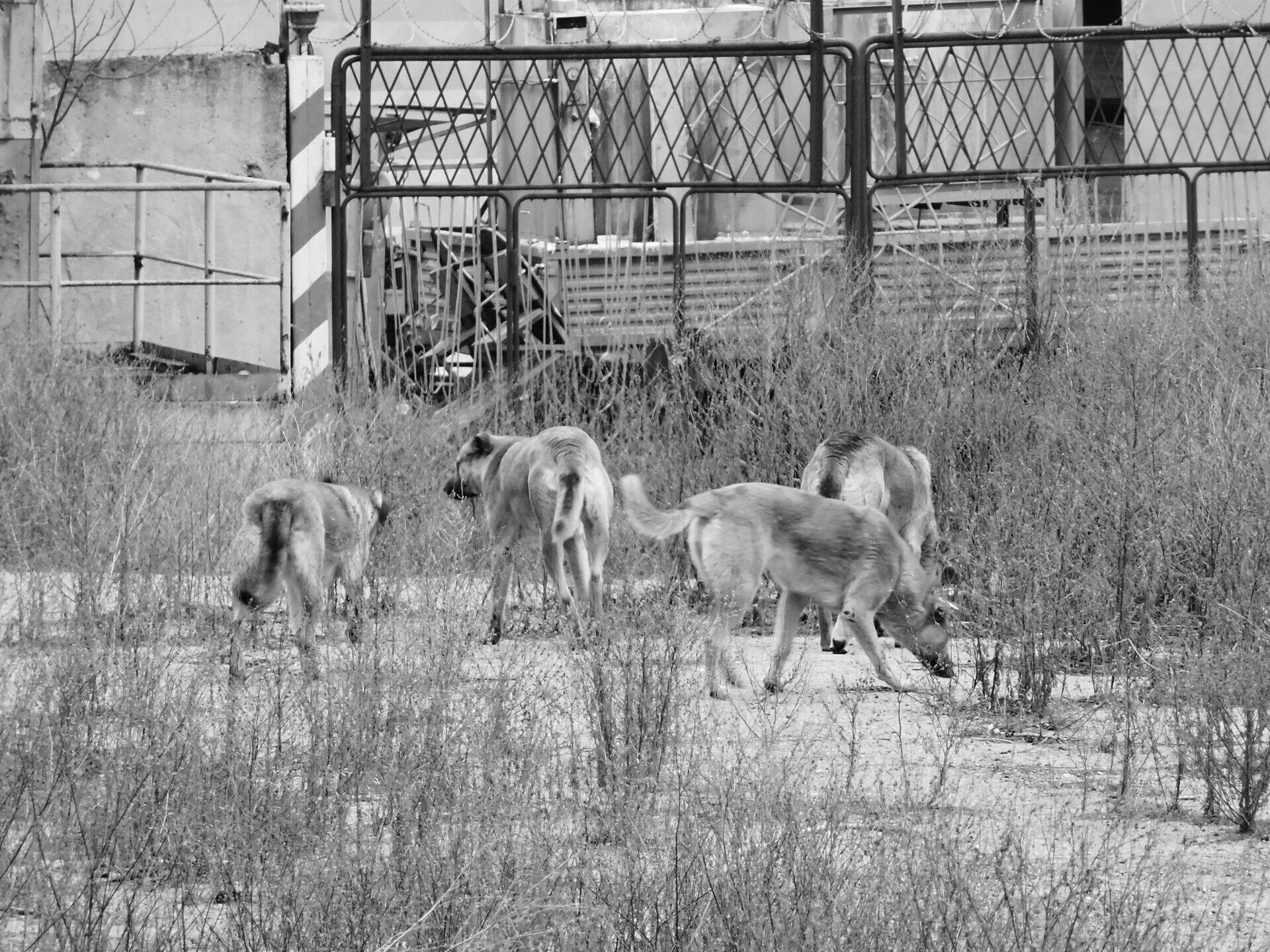 Свора бродячих собак появилась на севере Карелии