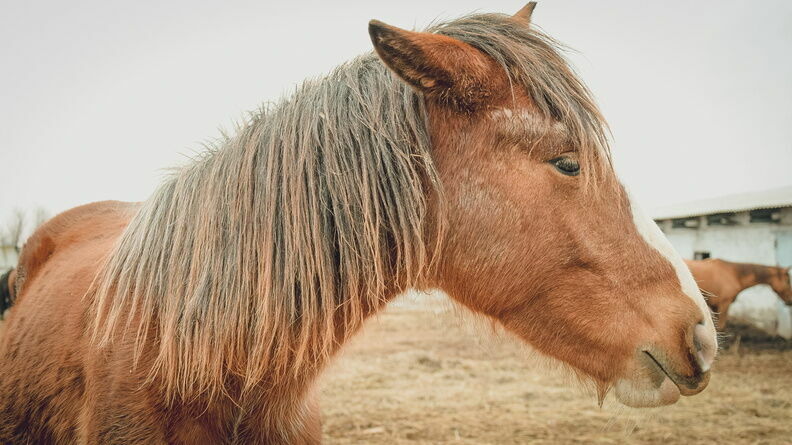 «Выскочила прямо под колеса»: лошадь насмерть сбили в районе Карелии