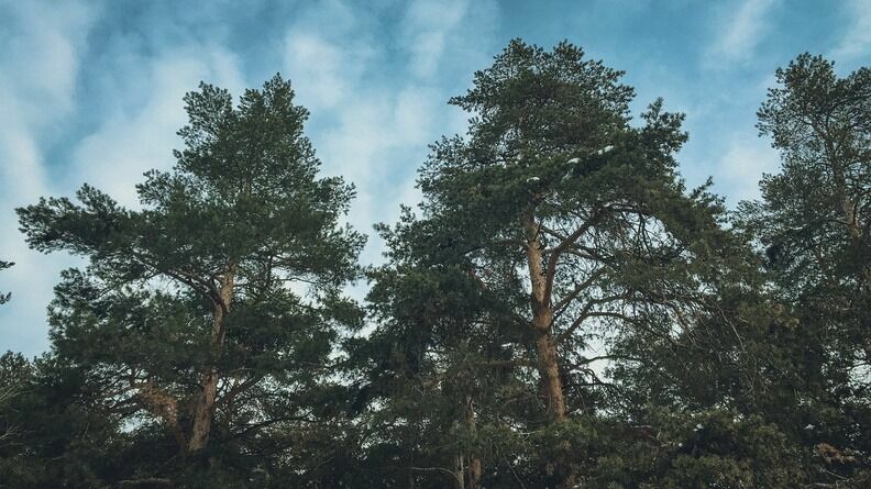 В Карелии приостановили рубку вековых лесов