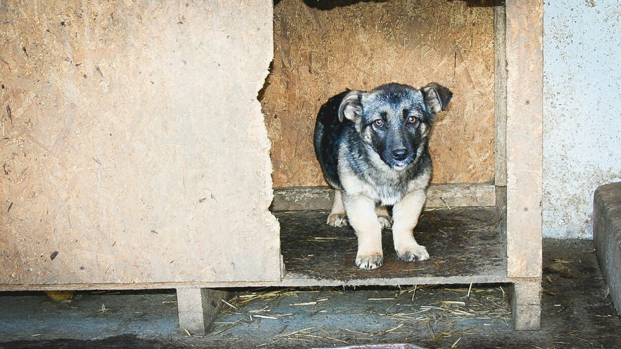 Приют для бездомных собак в городе Карелии ждет большая проверка