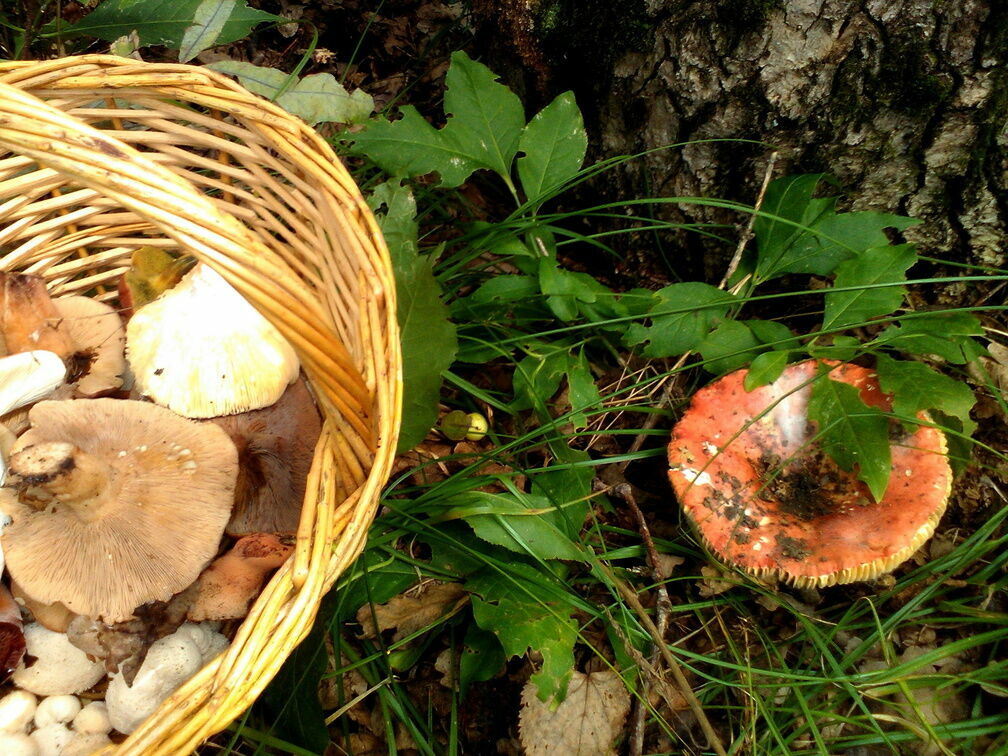 Биологи спрогнозировали урожай грибов в Карелии
