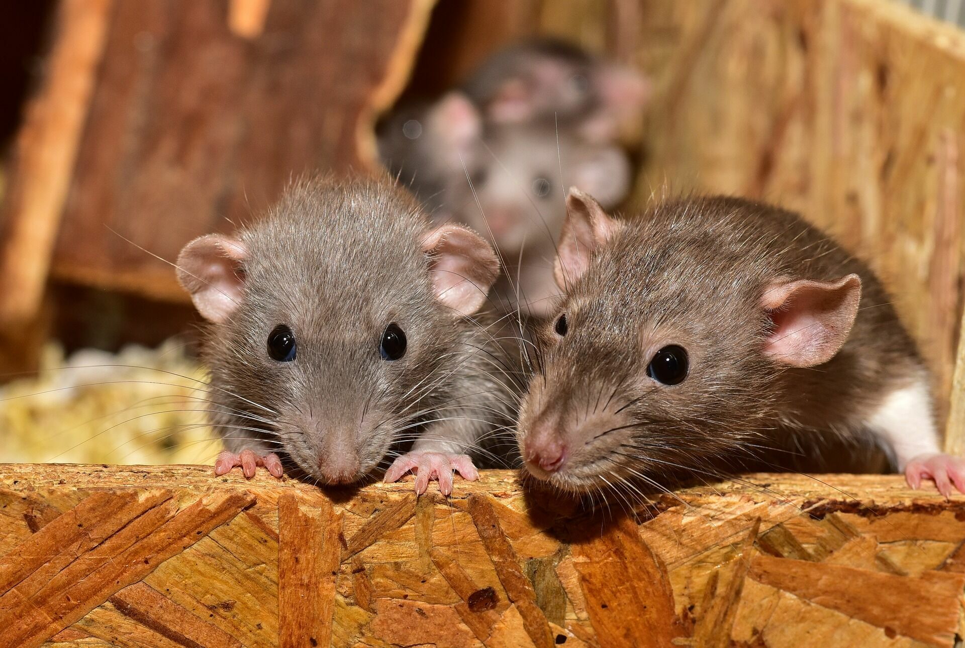 «Просто ужас»: в Петрозаводске вновь жалуются на крыс
