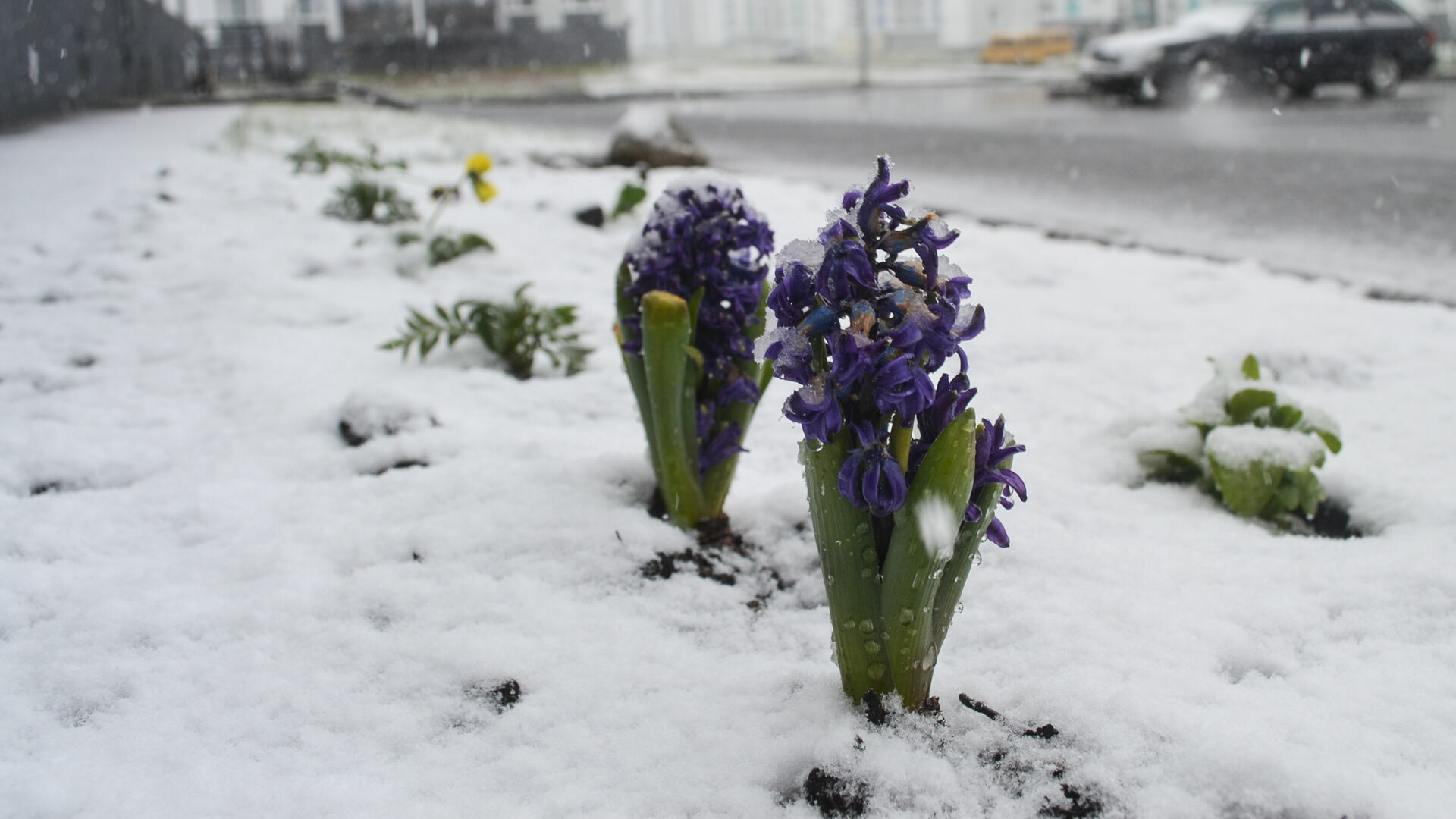 Понедельник в Карелии: первый снег, смерть от коронавируса и сбор средств