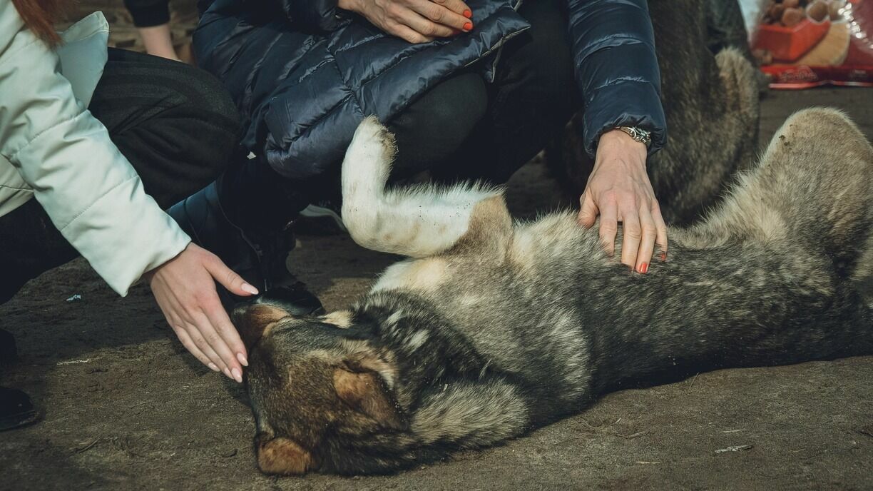 Петрозаводчане спасли собаку в одном из районов города