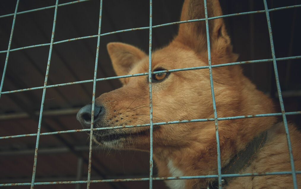 Сотни безнадзорных собак отловили в Петрозаводске за прошлый год